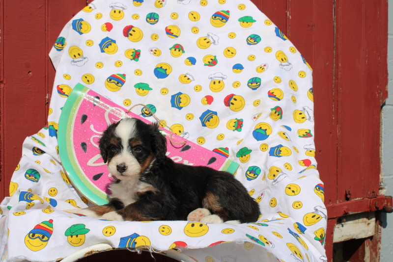 puppy, for, sale, Mini Bernedoodle F2, Matthew B. Stoltzfus, dog, breeder, Gap, PA, dog-breeder, puppy-for-sale, forsale, nearby, find, puppyfind, locator, puppylocator, aca